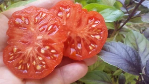 10 Tomatensamen Santorini Paste Seeds met.bio - Bild 1 von 4