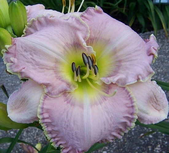MUSICAL MEDLEY Daylilies 2 fãs retorno e multiplica anualmente World's Finest - Imagem 1 de 1