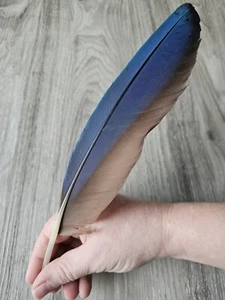 28.5 cm blaue 💙 Vogelfeder Papageienfeder Feder Ara Schreibfeder Rechtshänder - Bild 1 von 10