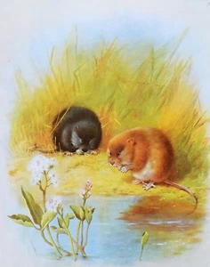 WATER VOLES BY STREAM * 1970s VINTAGE PRINT OF A PAINTING BY THORBURN - Picture 1 of 2