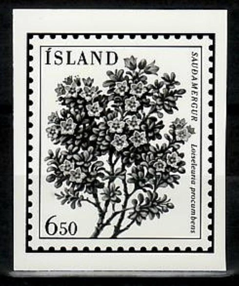 Ensayo fotográfico, flor Islandia Sc593, Loiseleuria procumbens. Foto 1 de 1