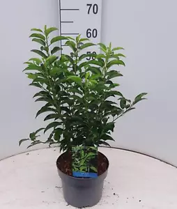 Portugiesische Lorbeerkirsche, (Prunus lusitanica), Sorte: Angustifolia, ca.30cm - Bild 1 von 1