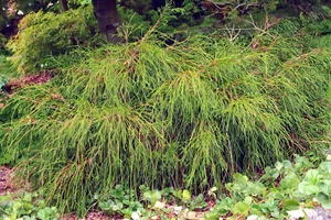 Thuja plicata 'Whipcord' - Western Red Cedar *Live Plant - Picture 1 of 8