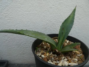 AGAVE AMERICANA, shown in 15cm pot, lovely, healthy succulent - Picture 1 of 5