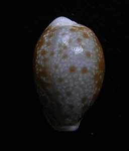 Seashell Cypraea helvola MANCHAS MARRONES 18-19 mm gema//F++ - Imagen 1 de 3