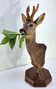 Aus Jäger Nachlass -  äsender guter Rehbock- Trägerpräparat auf Holzpodest - Picture 1 of 16