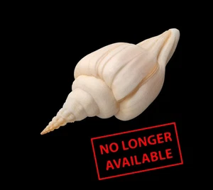 Shell CYRTULUS SEROTINUS W/O Marquesas 60,7 mm # NO LONGER AVAILABLE - Picture 1 of 5