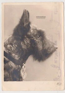 Atemberaubende Foto Postkarte eines Hundes in Nahaufnahme, selbstbewusst und stolz stehend - Bild 1 von 8