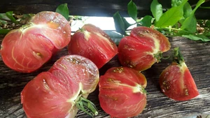 10 graines de tomate rare Indian Stripe heirloom tomato seeds méth.bio - Imagen 1 de 7