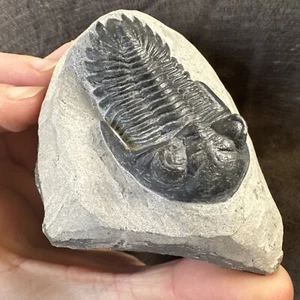 Hollardops Trilobit Fossil. Mitteldevon. Alnif, Marokko  - Bild 1 von 9