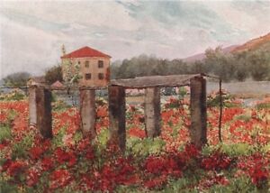 BORDIGHERA. 'A rose garden, Bordighera' by William Scott. Italy 1907 old print