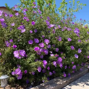 Alyogyne huegelii - lilac hibiscus plant cutting for rooting and propagation - Picture 1 of 11