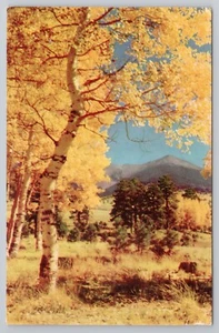 Espen Bäume in der Nähe von Flagstaff Arizona San Francisco Hochsaison Herbstsaison Vintage Postkarte - Bild 1 von 2