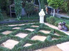   BEST DEAL ON EBAY 100  DWARF MINI MONDO GRASS FREE express  POST