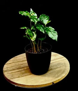 Coffea Arabica "echte Kaffee Pflanze" - Bild 1 von 1