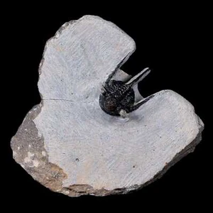 0,9 Zoll Cyphaspis Otarion stacheliger Trilobit Fossil devonisches Alter 400 Millionen Jahre alt Echtheitszertifikat - Bild 1 von 7
