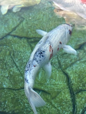 Japanese Showa Live Koi 29”-30 inched - Image 1 of 4