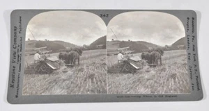 Weizenernte in Old England Antik Keystone Stereoansicht - Bild 1 von 2