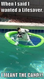 Funny Bulldog fridgerator magnet 2 1/2 X 3 " - Foto 1 di 1