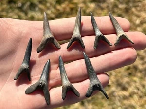 Fossil Goblin Sharks Tooth ONE PER PURCHASE Mississippi Eutaw Formation Teeth - Picture 1 of 6