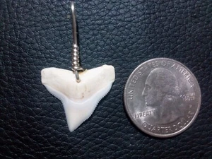 Large Bull Shark Tooth Pendant With Sterling Silver Hand Wrap - Picture 1 of 1