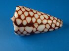 Conus marchionatus, Striking Dark Pattern, 37.7mm, Marquesas Shell