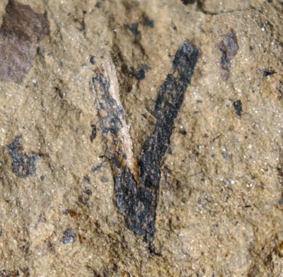 Nice branched oldest know vascular fossil land plant silurian Cooksonia ! - Image 1 of 4