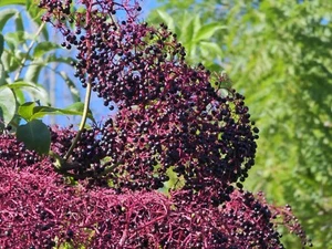 Elderberry Cuttings (12): 5-12” Long Cuttings (4) York,(4)Nova, (4) Adams - Picture 1 of 4