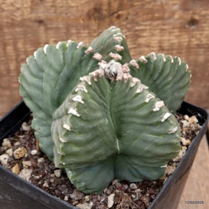 D2991 ASTROPHYTUM MYRIOSTIGMA NUDUM KIKKO Topf14-H11-B14 cm MaMa Kaktus - Bild 1 von 4