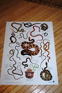 Vintage Smokey Bear Snakes alive!  Poster Mini 8 X 11"