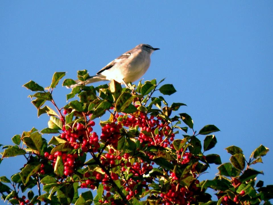 AG2, AG3, AG4,  AG12, 357, CR 2032, SR521SW,  364 (One  Battery) - Image 1 of 1