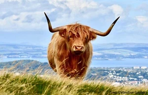 A Regal Scottish Highland Cow - Poster in 7 Größen erhältlich - Bild 1 von 1