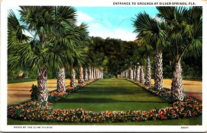 Florida ~ Eingang zu schönen Silver Springs FL Palmen Vintage Postkarte - Bild 1 von 2