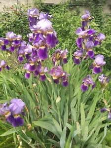 Iris barbata 20 Rhizome lila Schwertlilie Staude Zwiebeln - Bild 1 von 6