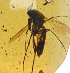 Detailed Mycetophilidae (Fungus Gnat), Fossil insect inclusion in Burmese Amber - Picture 1 of 3