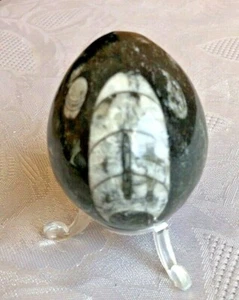 Orthoceras, Fossilien, Marmor, Marokko, Ei ca. 6cm, Versteinerung - Bild 1 von 2