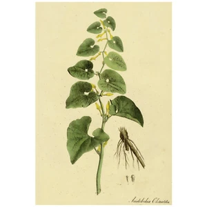 1828 Nees Esenbeck Big Hand-Colored Botanical Folio, ARISTOLOCHIA (Birthwort) - Picture 1 of 6