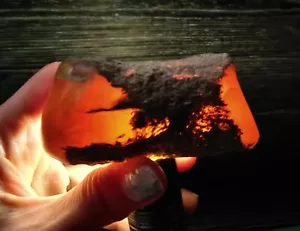 ¡¡¡INCREÍBLE AMONITA!!! TAPA DE TRONCO DE PIEDRA DE JABÓN PULIDO, DE JAVA, INDONESIA, 72 MM - Imagen 1 de 7