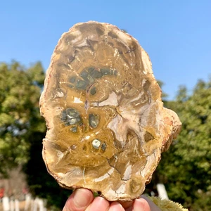 353G Natural Polished Petrified Bigger Wood Crystal Slice Madagascar Healing - Picture 1 of 23