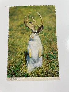 Postal de chacalope de plástico vintage borde festoneado en blanco - Imagen 1 de 6
