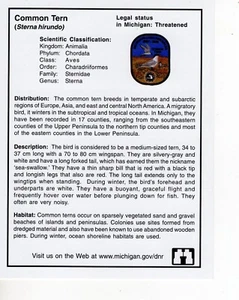 2007 LIVING RESOURCE COMMON TERN (PAPERWORK ONLY) - MICHIGAN DNR DEER PATCH - Picture 1 of 1