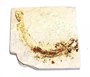FOSSIL Green River Formation Wyoming 50 Million Years Old FISH F16 - Picture 1 of 1
