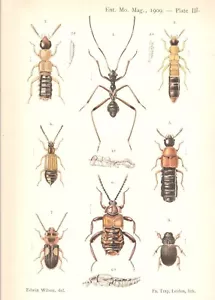 Impresión entomología a color antigua original de 1909 - insectos - insectos - Imagen 1 de 2