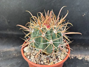 FEROCACTUS SANTAMARIA - VIVAIO IL GIARDINO DI MAYA- CACTUS A45 - Foto 1 di 20