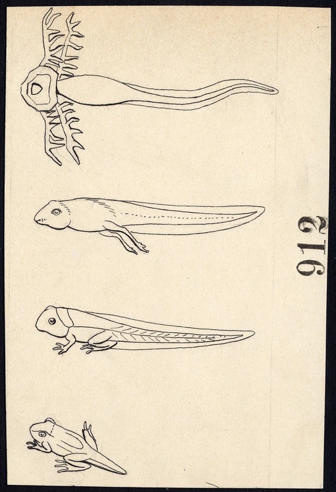 2 dibujos antiguos-RANA-RENACUAJO-ARTÍCULO 911-912-Gerard Claes-1900 Foto 1 de 1