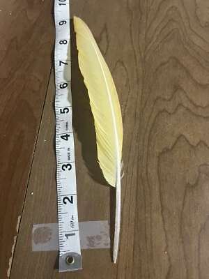 "Pluma de vuelo rara amarilla loro guacamayo frontal rojo 9-10"" anormalidad genética" Foto 1 de 4