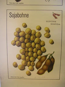 schönes altes Wandbild Ölpflanze Erdnuß Kokosnuß Sonnenblume 119x82 vintage~1960 - Bild 1 von 7