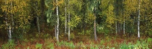 Thomas Mangelsen  " Among The Birch  " MAKE OFFER   #DSS - Picture 1 of 1