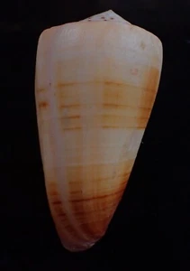 Sea shell - Conus planorbis 75mm - BIG SIZE!!! - Picture 1 of 3