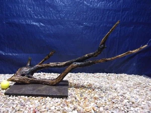 Pre-Soaked Sinking Driftwood, Mounted on Slate, Aquarium, Reptile, Natural, Art - Picture 1 of 8